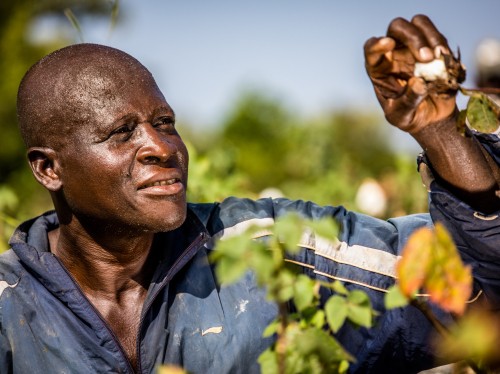 A farmer harvesting cotton in Côte d'Ivoire
