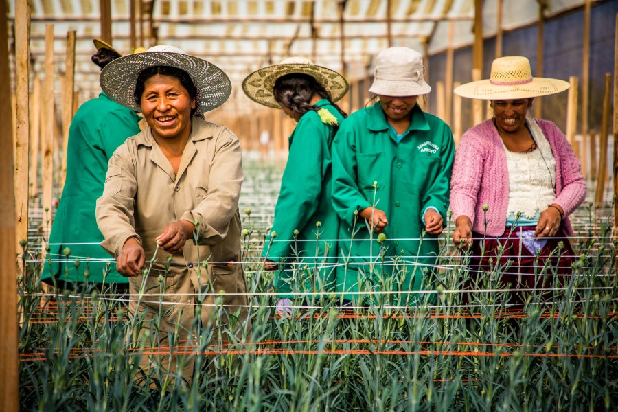 Tereza Gluron maintaining the carnations belonging to flower-grower Ernesto Arroyo. Ernesto is a client of Centro de Investigación y Desarrollo Regional (Cidre), a Bolivian microfinance institution providing loans to farmers and entrepreneurs. Through Cidre he obtained the capital he needed to invest in greenhouses, seeds and irrigation systems (click to download).
